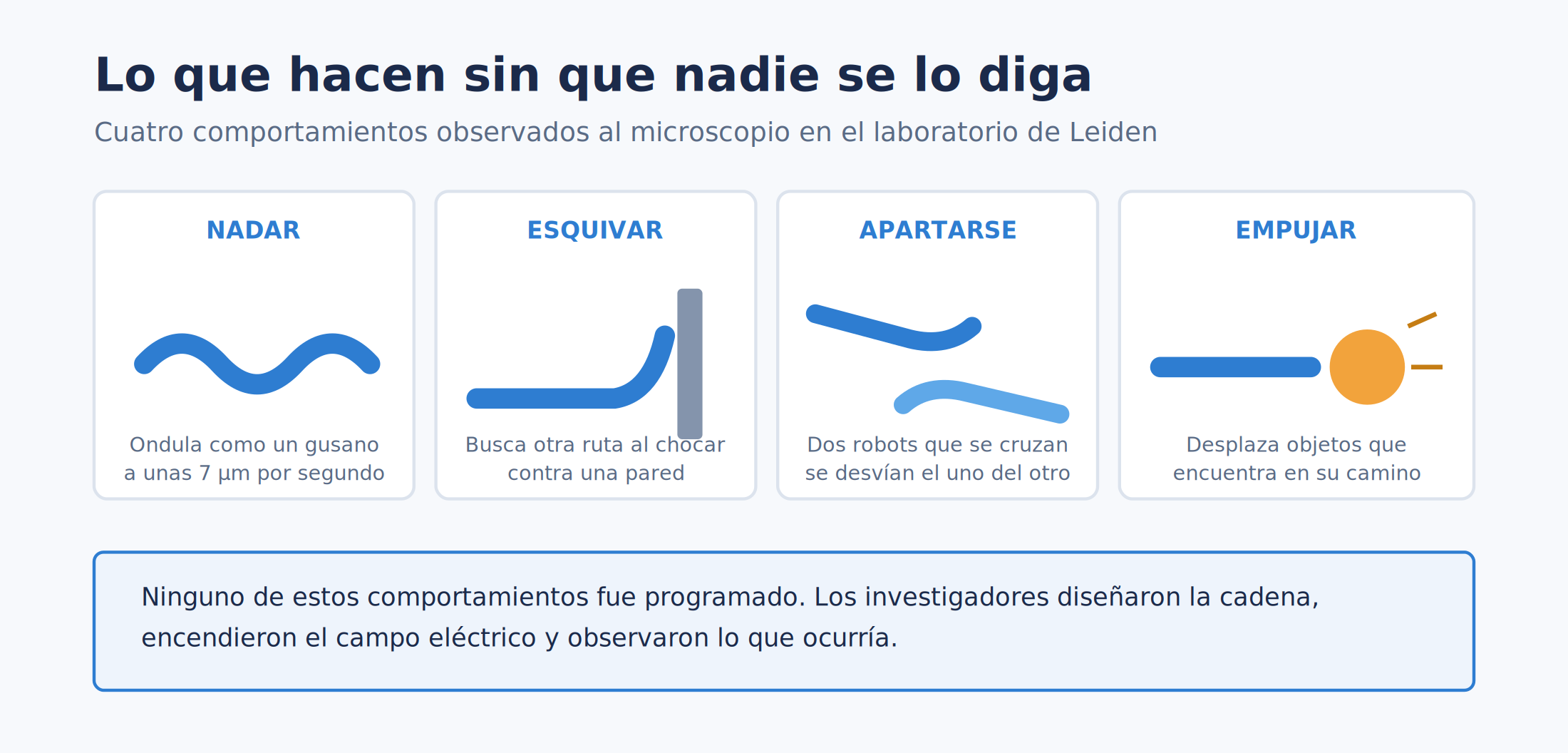 Cuatro comportamientos del microrrobot observados al microscopio: nadar ondulando, esquivar obstáculos, apartarse de otro robot y empujar objetos